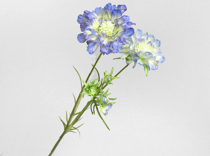 Künstliche Scabiosa Blau 84cm