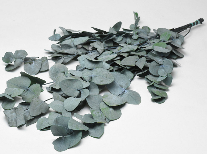 Eucalyptus Cinerea Blau-Grün 65cm