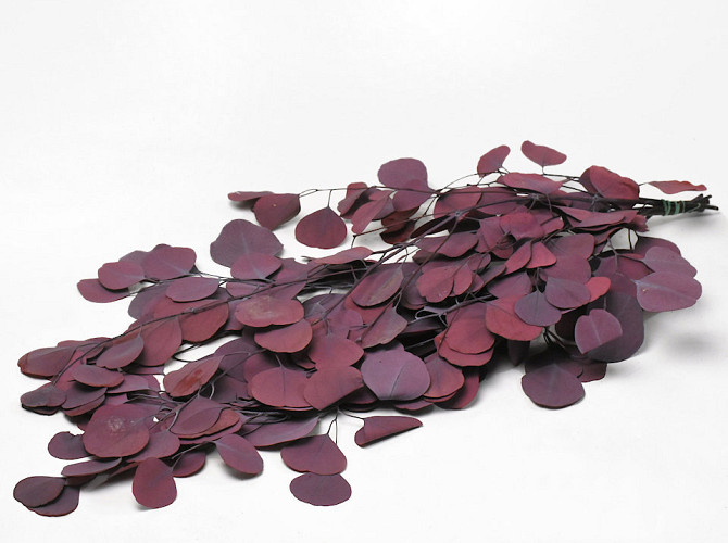 Eucalyptus Populus Red 65cm