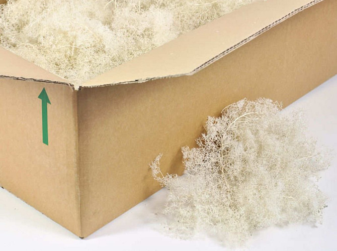 Sea Moss Bleached 80x40x13cm
