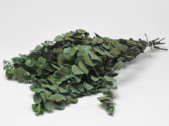 Eucalyptus Stuartiana Grün 65cm