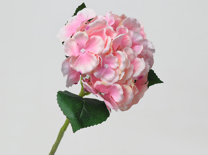 Hydrangea Pink D16cm 