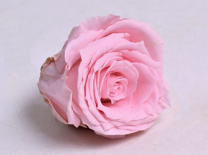 Roses préservé 5cm Rose Pastel
