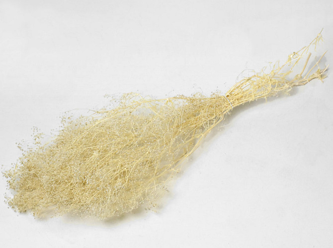 Gypsophila 35cm
