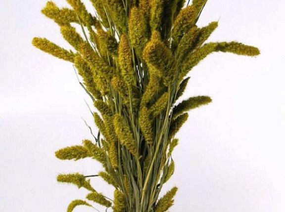 Setaria Spring Green 65cm