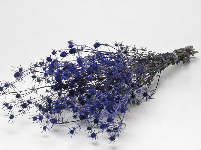 Eryngium Disteln 60cm Blau