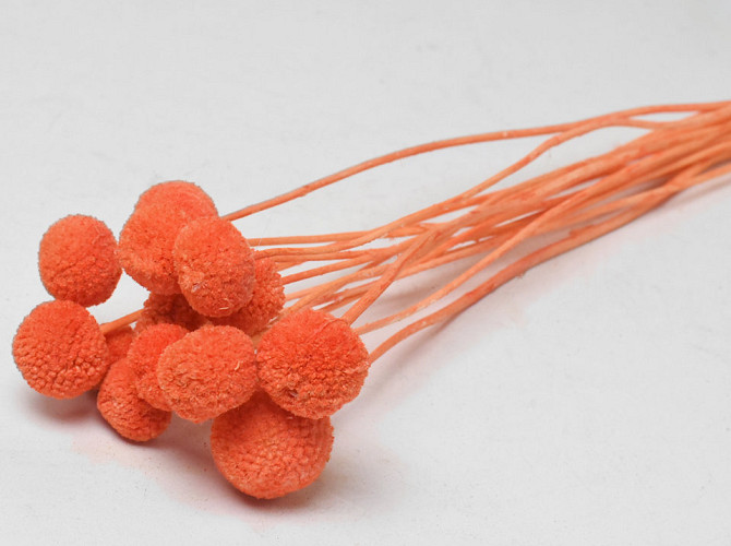 Craspedia Orange 15St. 40cm