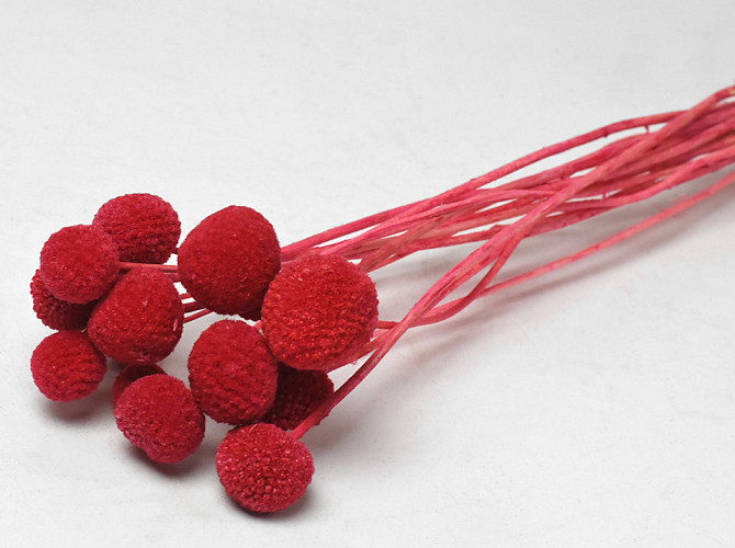 Craspedia Rot 15St. 40cm
