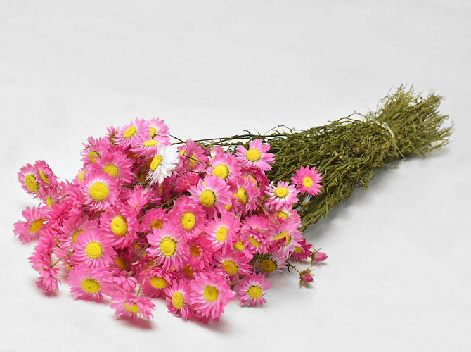 Acroclinium Pink 50cm