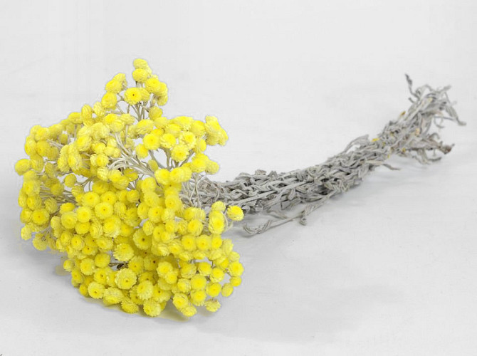 Helichrysum Immortelle 30cm
