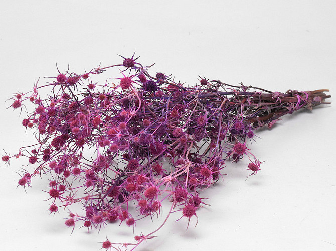 Eryngium Disteln Rosa 60cm 