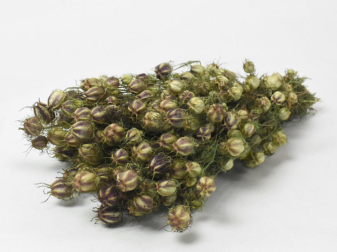 Nigella 45cm