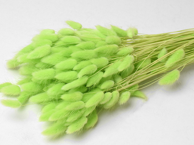 Lagurus  Pastel Green 60cm