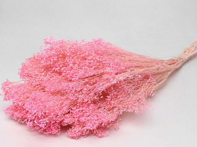 Broom Bloom pastellrosa 50cm