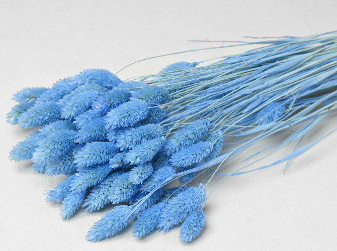 Phalaris Pastellblau 70cm