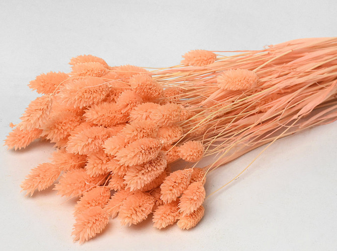 Phalaris Pastell Pfirsich 70cm