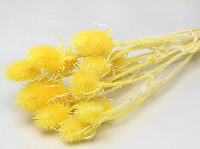 Cardy Distel Gelb 70cm