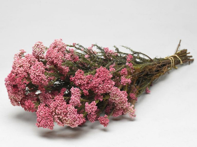 Rice Flower 50cm, 10 stems
