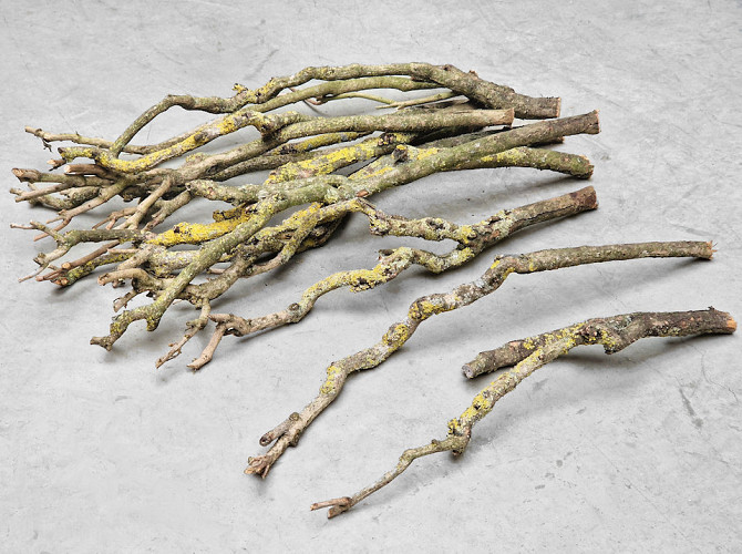Lilac Trunk 50-70cm Single Stem