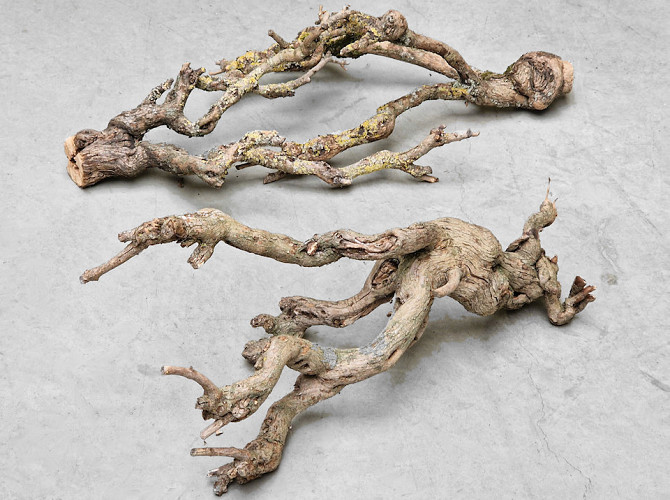 Flieder Holz 50-70cm Knorrig