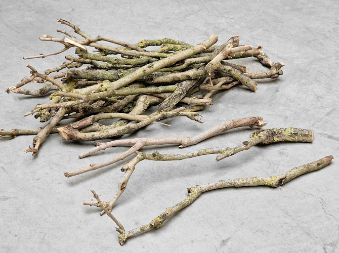 Lilac Trunk 30-50cm Single Stem