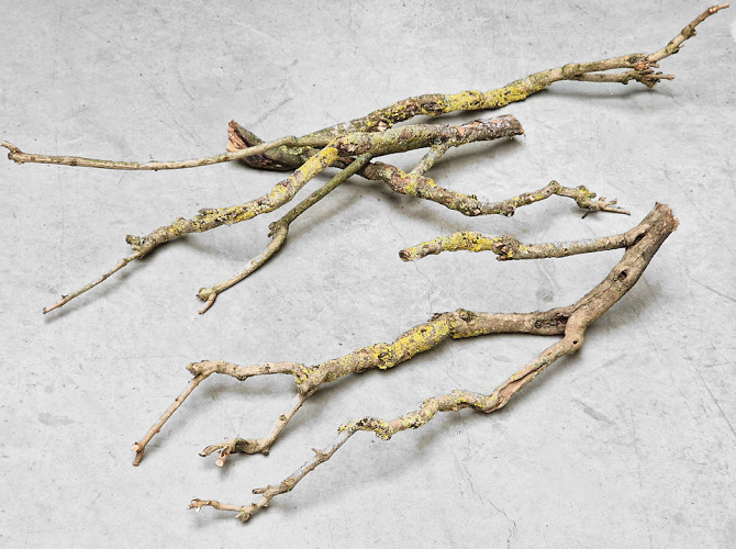 Flieder Holz 70-80cm Dünn