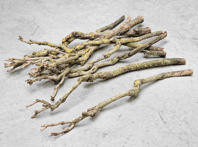 Lilac Trunk 70-80cm Single Stem