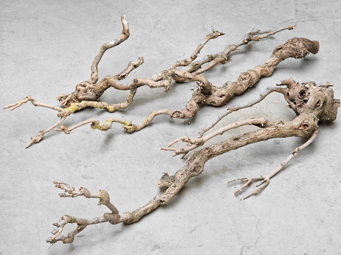 Lilac Trunk 100-120cm Thin