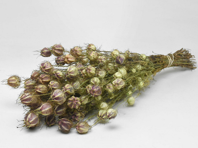 Nigella 50cm
