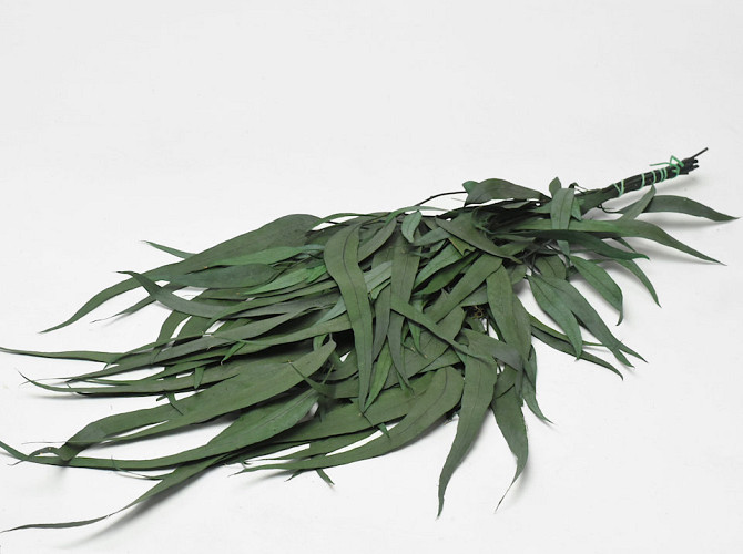 Eucalyptus Exotica 65cm