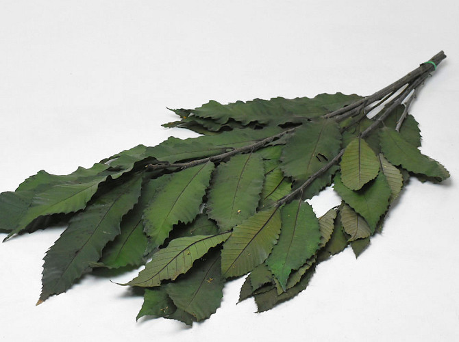 Kastanien 150gr. 60cm Grün