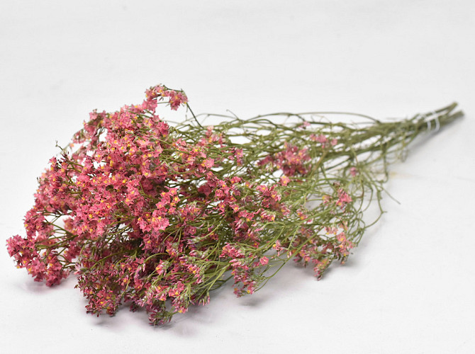 Limonium Lachsrosa 60cm