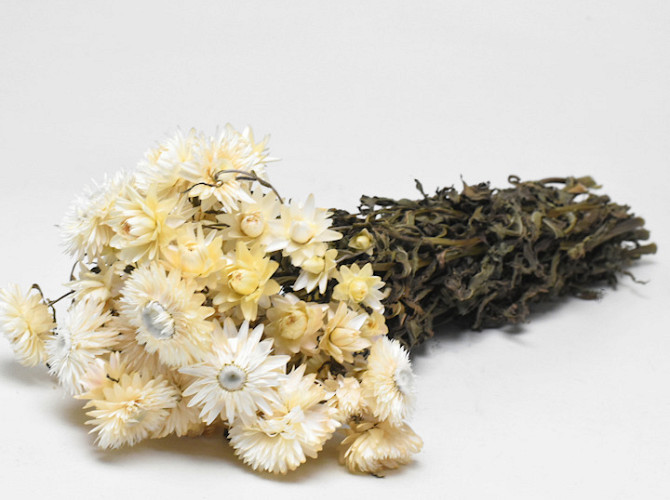Helichrysum Creme 45cm