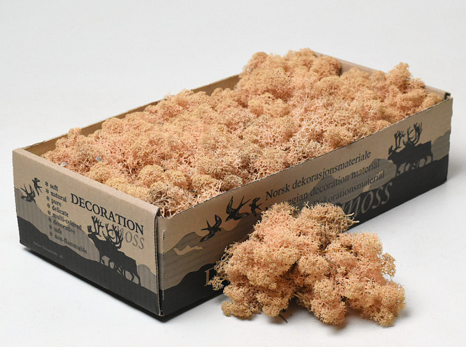 Reindeer Moss Peach 500g.