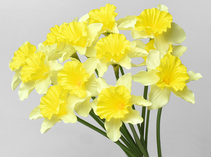 Daffodil Yellow 50cm 