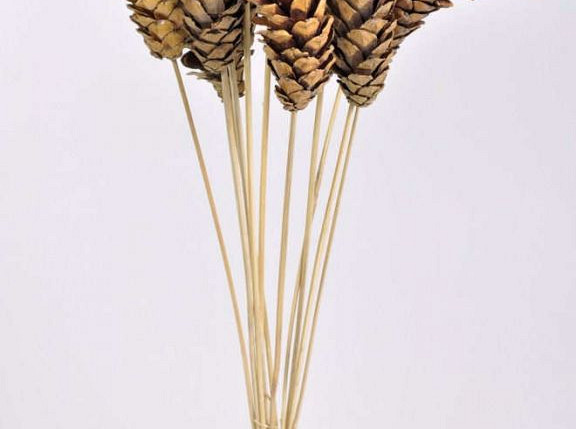 Pine Cone Strobus on 50cm stem