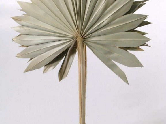 Sun Spear 40-50cm