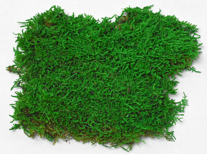 Sheet Moss Light Green Sample