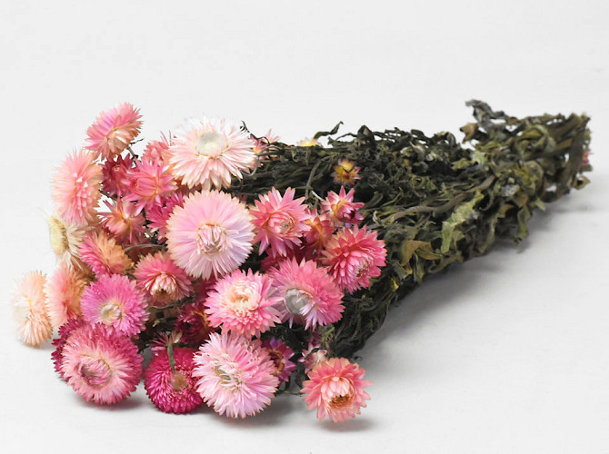 Helichrysum Rosa 45cm