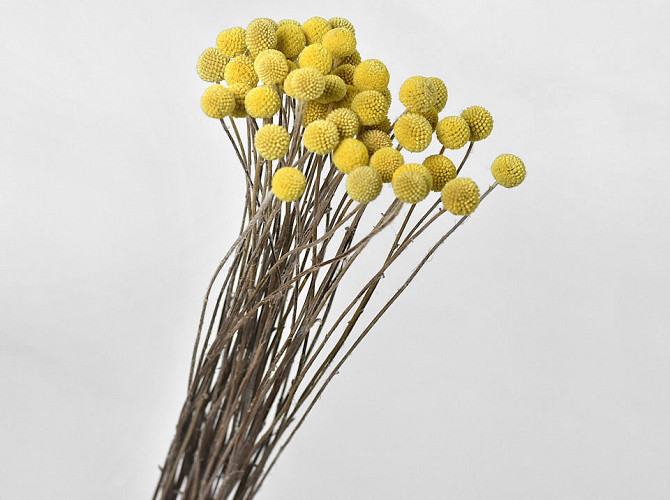 Craspedia Yellow, per stem