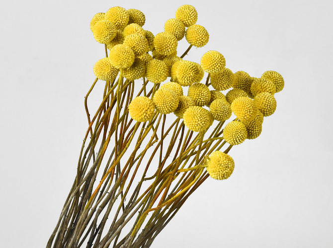 Craspedia Yellow, per stem