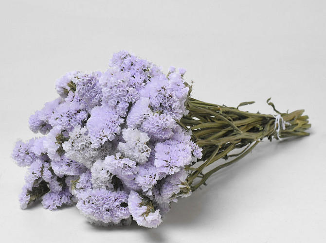 Statice Sinuata Hell Violett