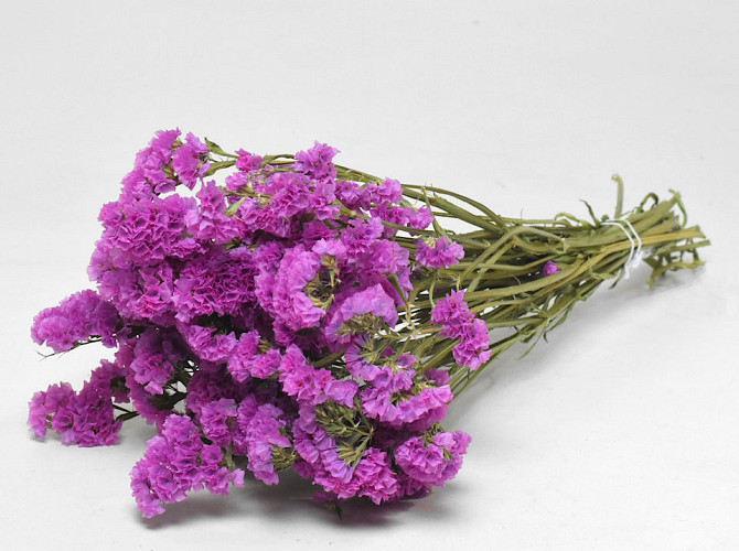 Statice Sinuata Lila-Rosa