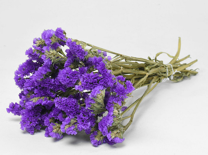 Statice Sinuata Dark Violet