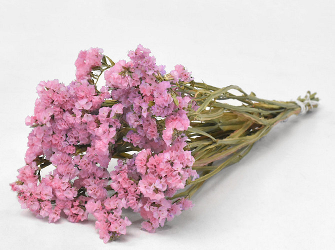 Statice Sinuata Pink