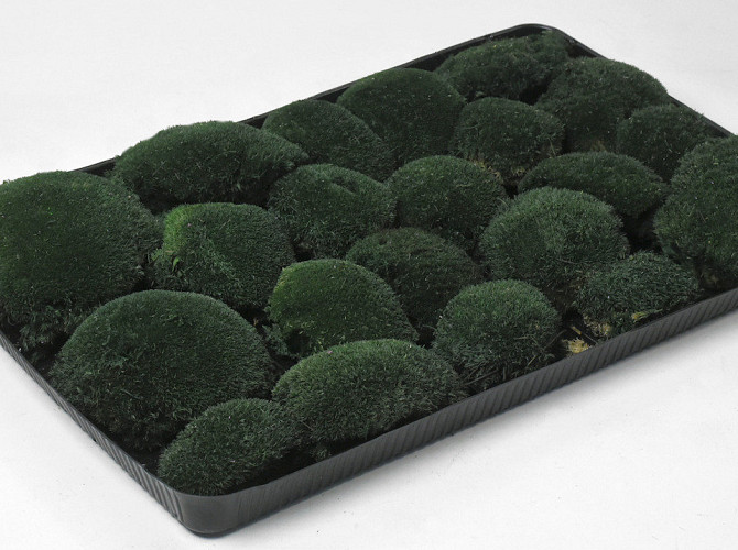 Kugelmoos Dunkelgrün (Tray 38x58cm)