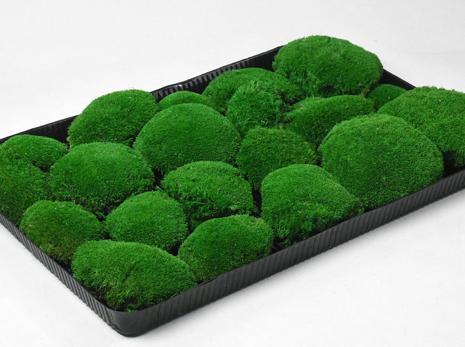 Kugelmoos Waldgrün (Tray 38x58cm)