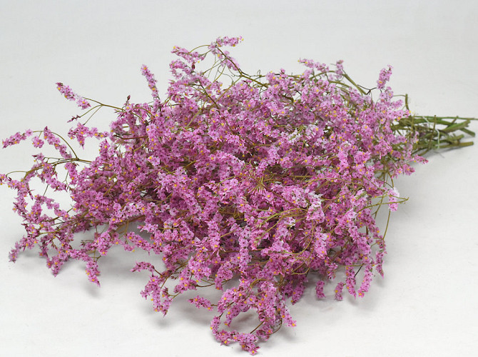 Limonium Pink 60cm 