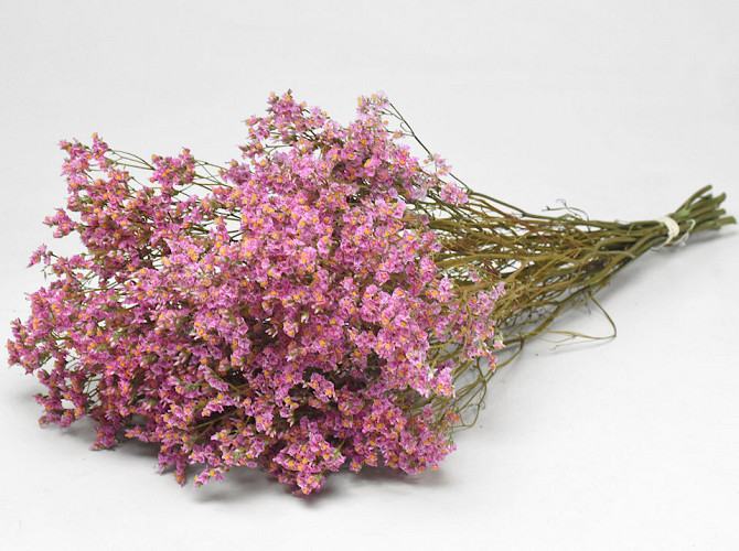 Limonium 60cm Hellrosa