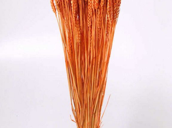 Triticum Hellorange (Weizen) 70cm